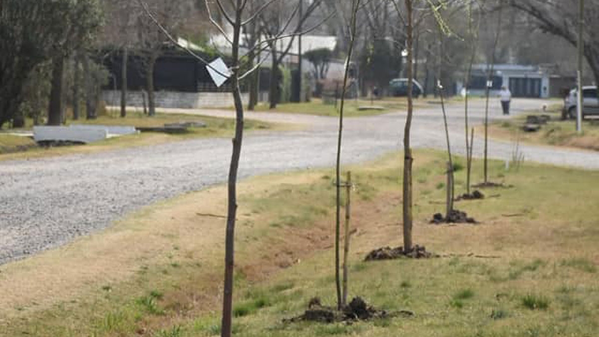 Medio Ambiente lo anunció: habrá mil árboles más en Funes